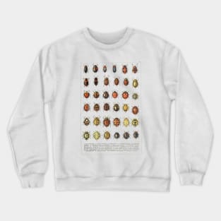 Ladybird Beetles Vintage Scientific Crewneck Sweatshirt